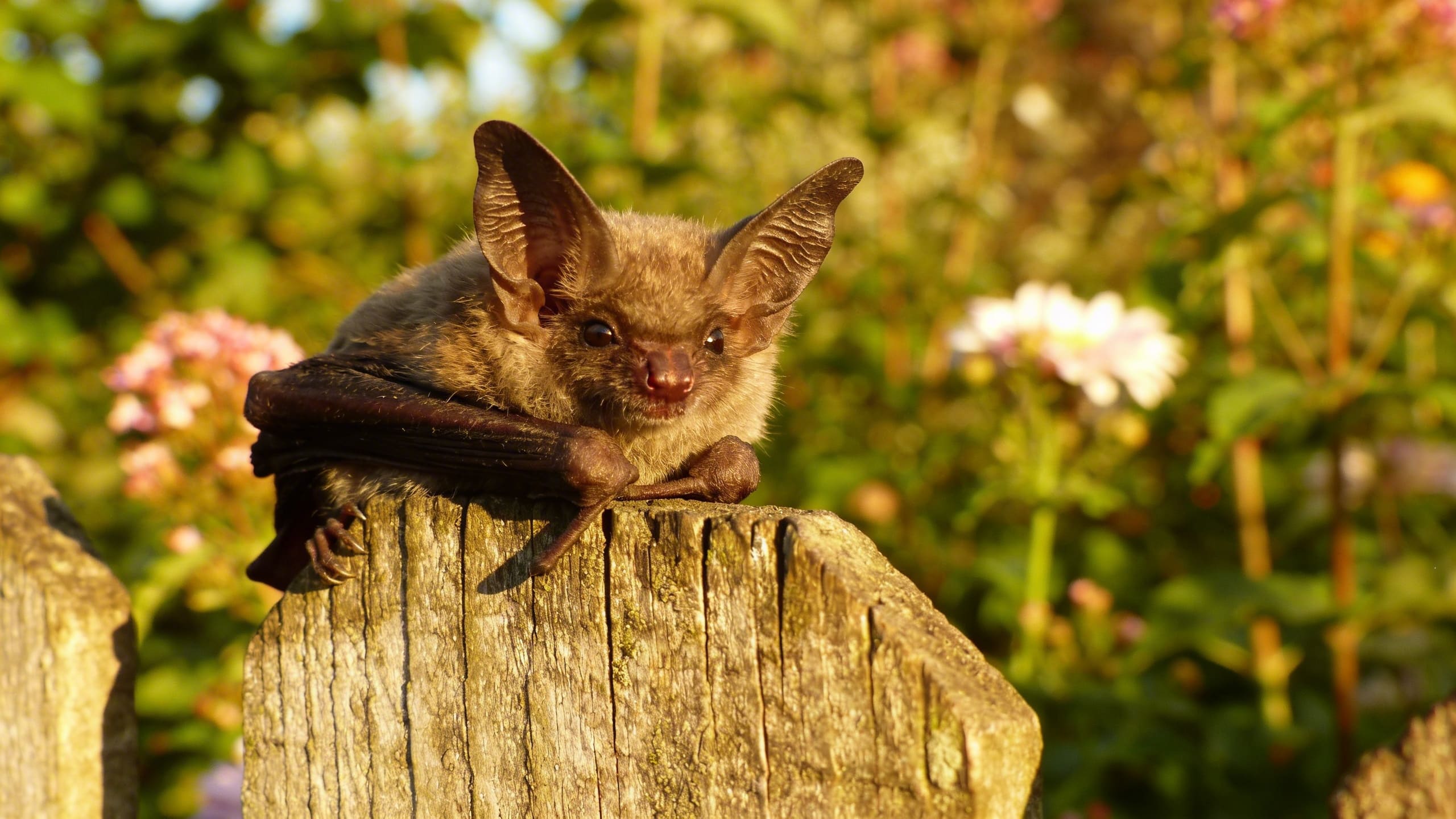 Chauves-souris au jardin : pourquoi les accueillir et comment installer un nichoir adapté ?