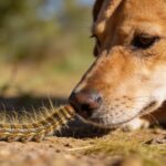 Chien et chat : que faire face aux chenilles processionnaires ?