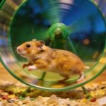 Combien de fois par jour un hamster nain fait-il tourner sa roue la nuit ?