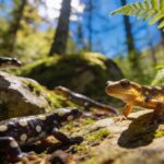 Combien d'espèces de salamandres tachetées peut-on croiser en forêt au printemps en France ?