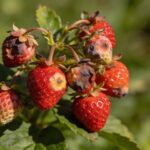 Fraises qui pourrissent avant la récolte : la vraie cause vient de la plantation