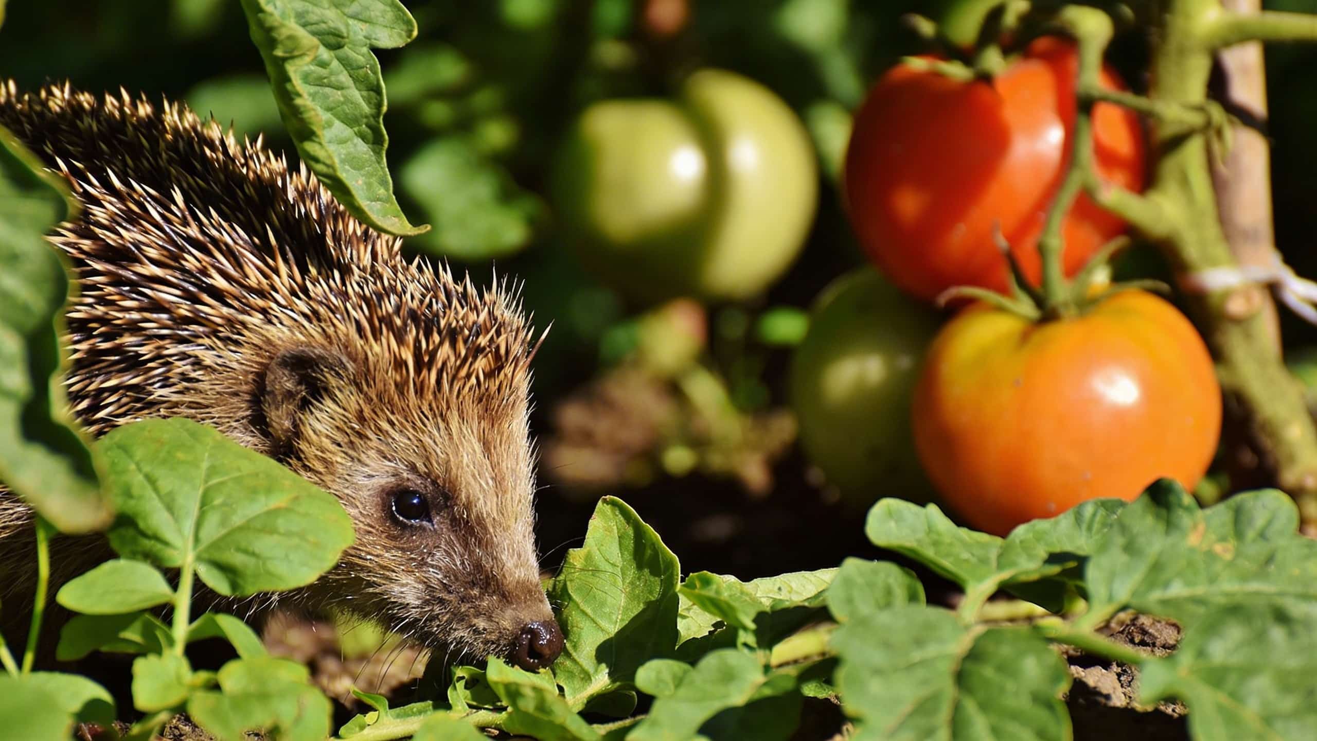 Hérisson au potager : comment aménager un coin pour qu'il s'installe durablement