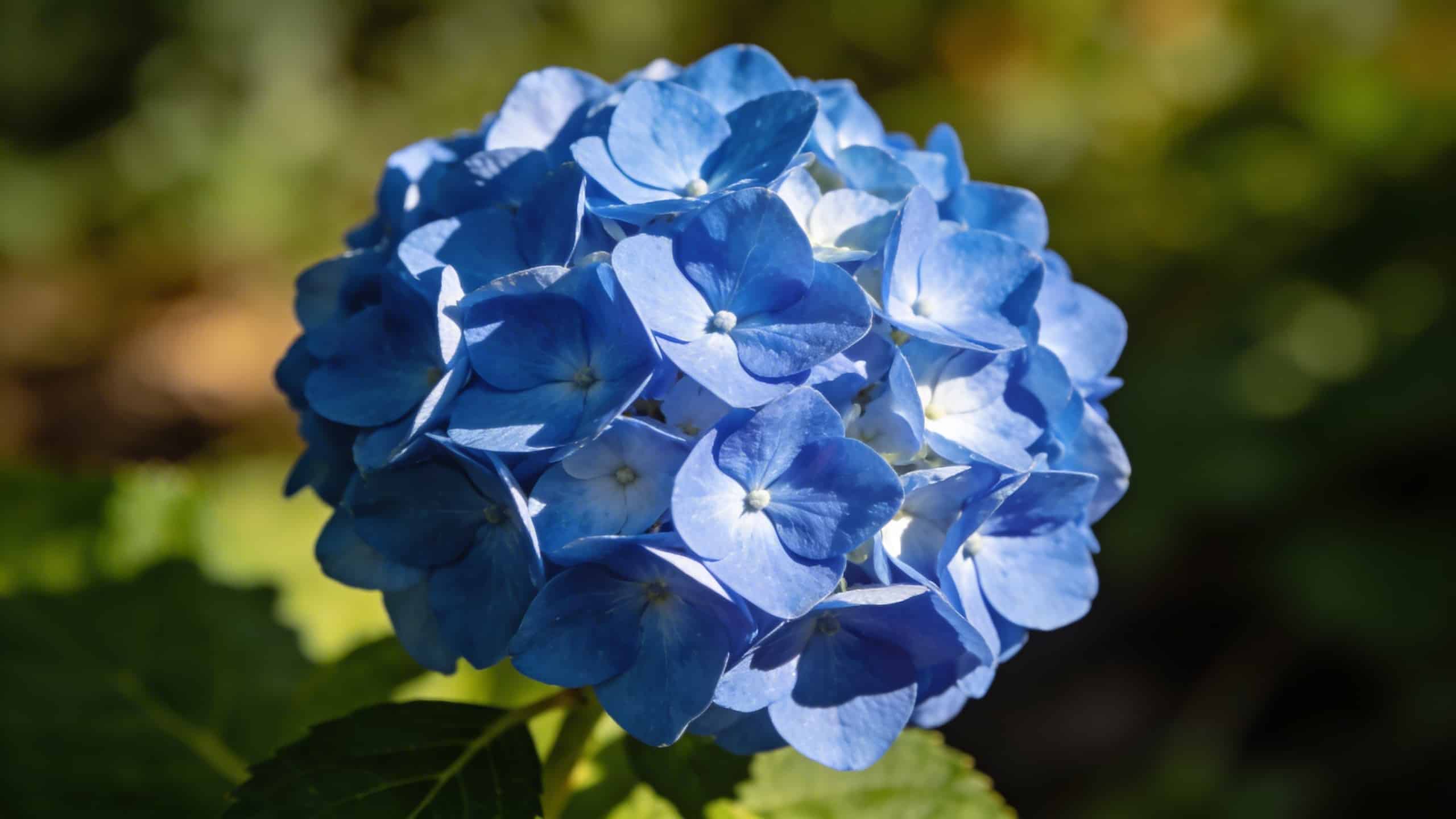 Hortensias : à quelle période les fertiliser pour obtenir les plus belles fleurs
