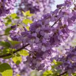 Le Paulownia : l'arbre à croissance rapide qui explose de couleur chaque printemps