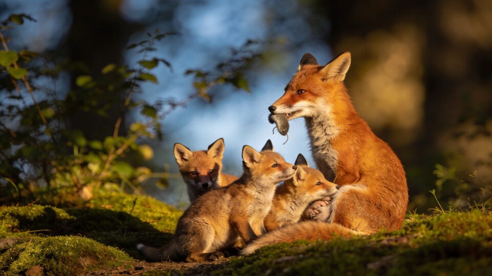 Le renard roux élève-t-il vraiment ses petits comme un bon père de famille ?