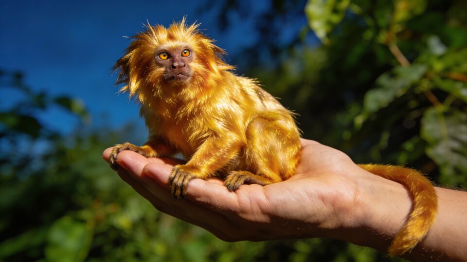 Le tamarin lion doré : ce petit singe aux airs de rockstar qui tient dans le creux d'une main