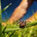 Maladie de Lyme : la carte de France des tiques infectées enfin révélée