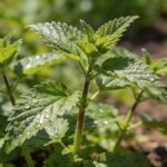 Orties au jardin : faut-il vraiment les arracher ou les laisser faire ?