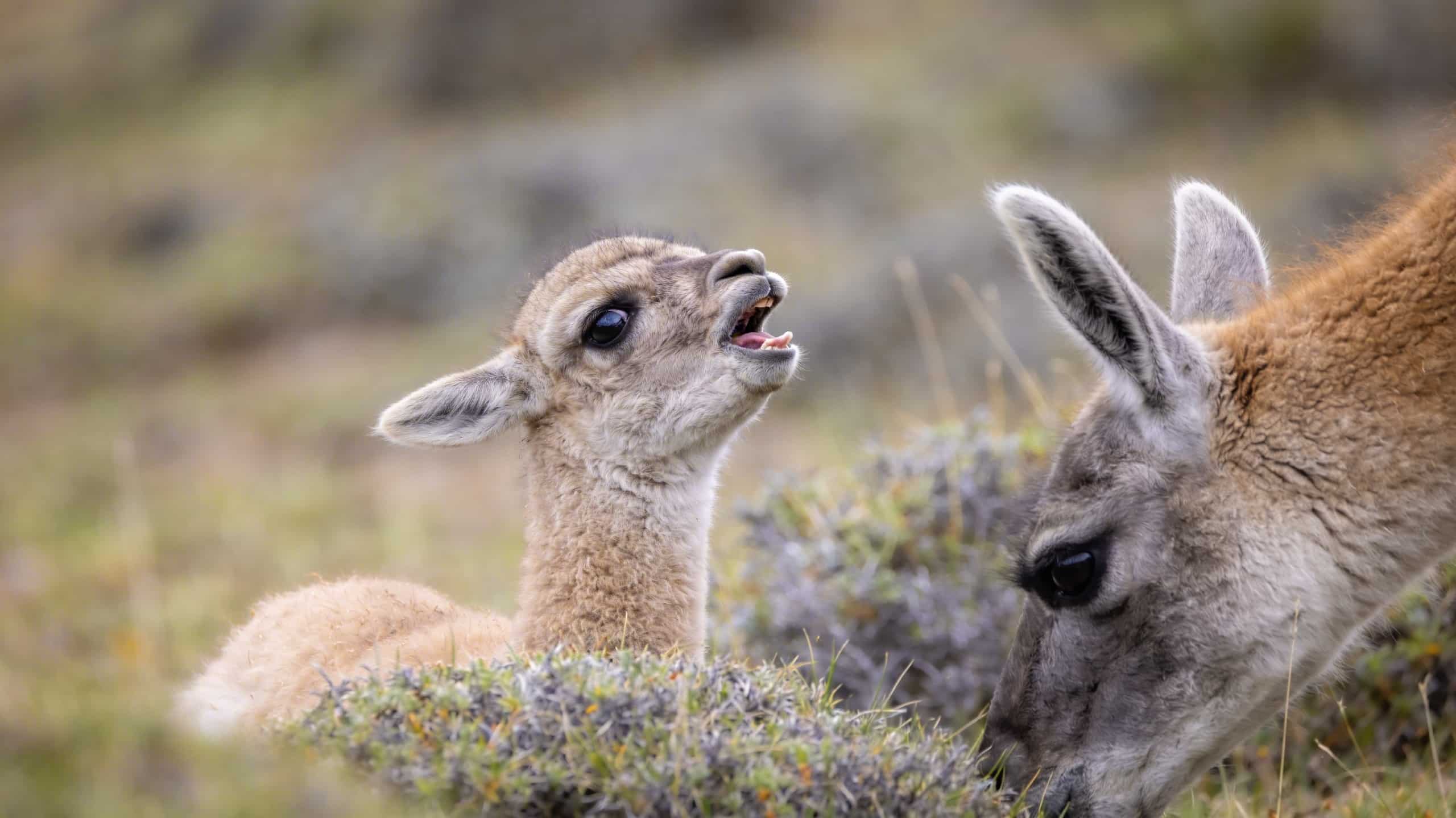 Pourquoi les bébés alpacas humming dès leur naissance comme pour appeler leur mère ?