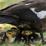 Pourquoi les bébés canetons musqués se nichent-ils sous les ailes de leur mère dès leur premier soir pour garder leur chaleur ?