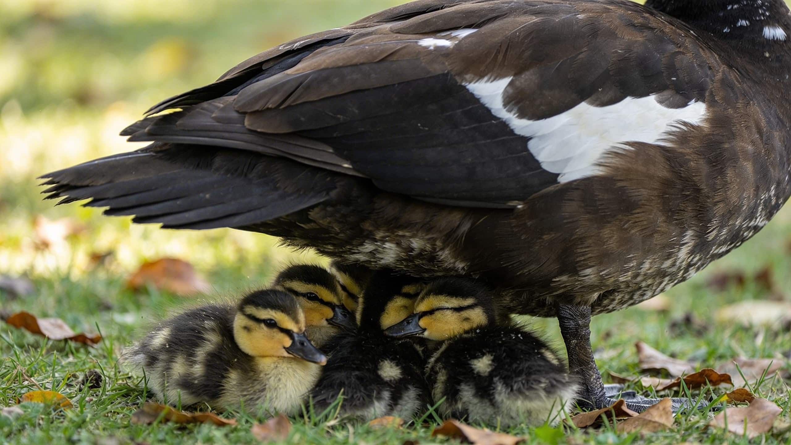 Pourquoi les bébés canetons musqués se nichent-ils sous les ailes de leur mère dès leur premier soir pour garder leur chaleur ?
