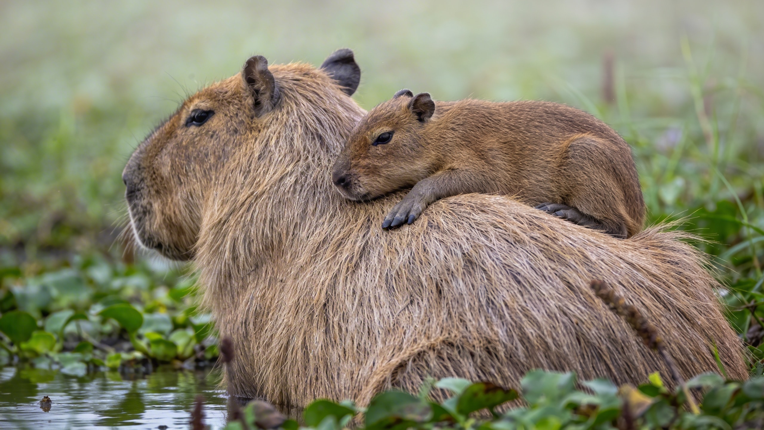 Pourquoi les bébés capybaras se laissent-ils porter sur le dos de leurs parents dès leurs premières heures de vie ?