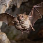 Pourquoi les bébés chauve-souris s'accrochent-ils à leur mère même en plein vol, sans jamais lâcher prise ?