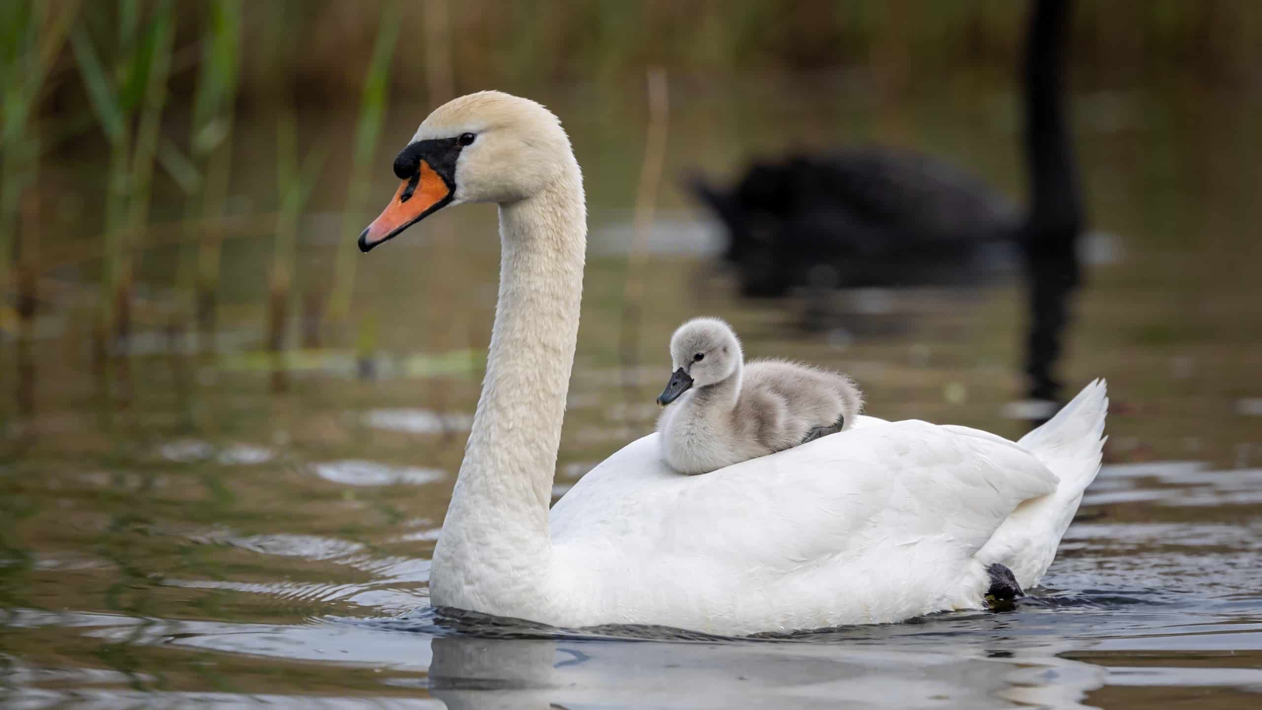 Pourquoi les bébés cygnes tuberculés se réfugient-ils sur le dos de leur mère dès qu'un danger s'approche sur l'eau ?