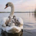 Pourquoi les bébés cygnes voyagent-ils sur le dos de leur mère au lieu de nager eux-mêmes ?