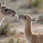 Pourquoi les bébés lamas crachent-ils déjà sur leurs frères et sœurs dès leurs premières semaines de vie ?