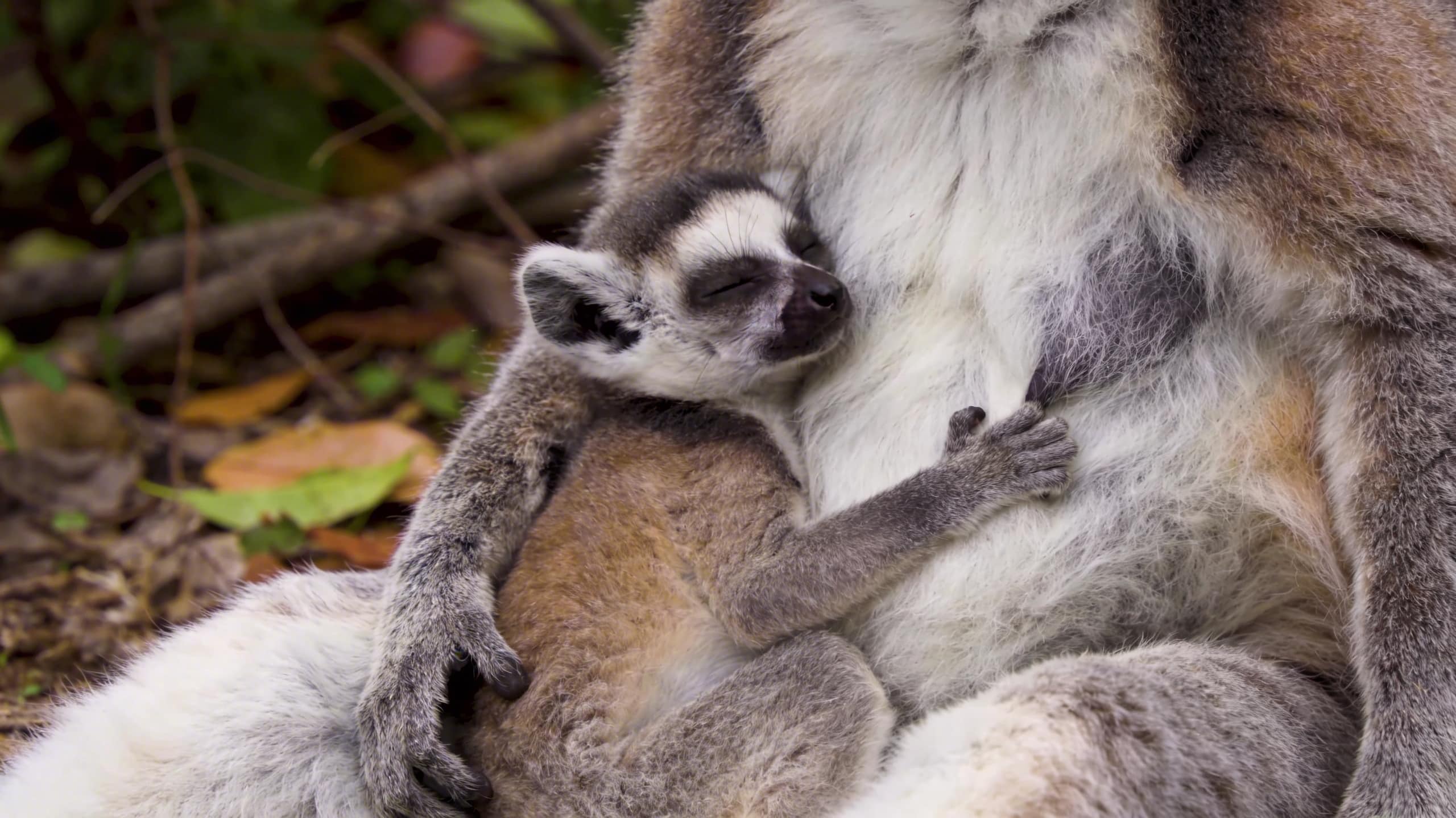Pourquoi les bébés lémuriens s'agrippent-ils au ventre de leur mère pendant leurs premières semaines de vie ?