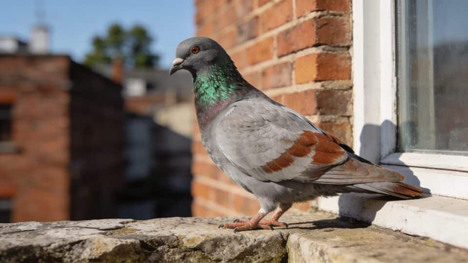 Pourquoi les pigeons des villes ne sont pas des pigeons sauvages
