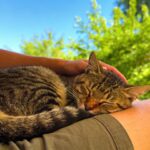 Pourquoi mon chat dort sur vous ?