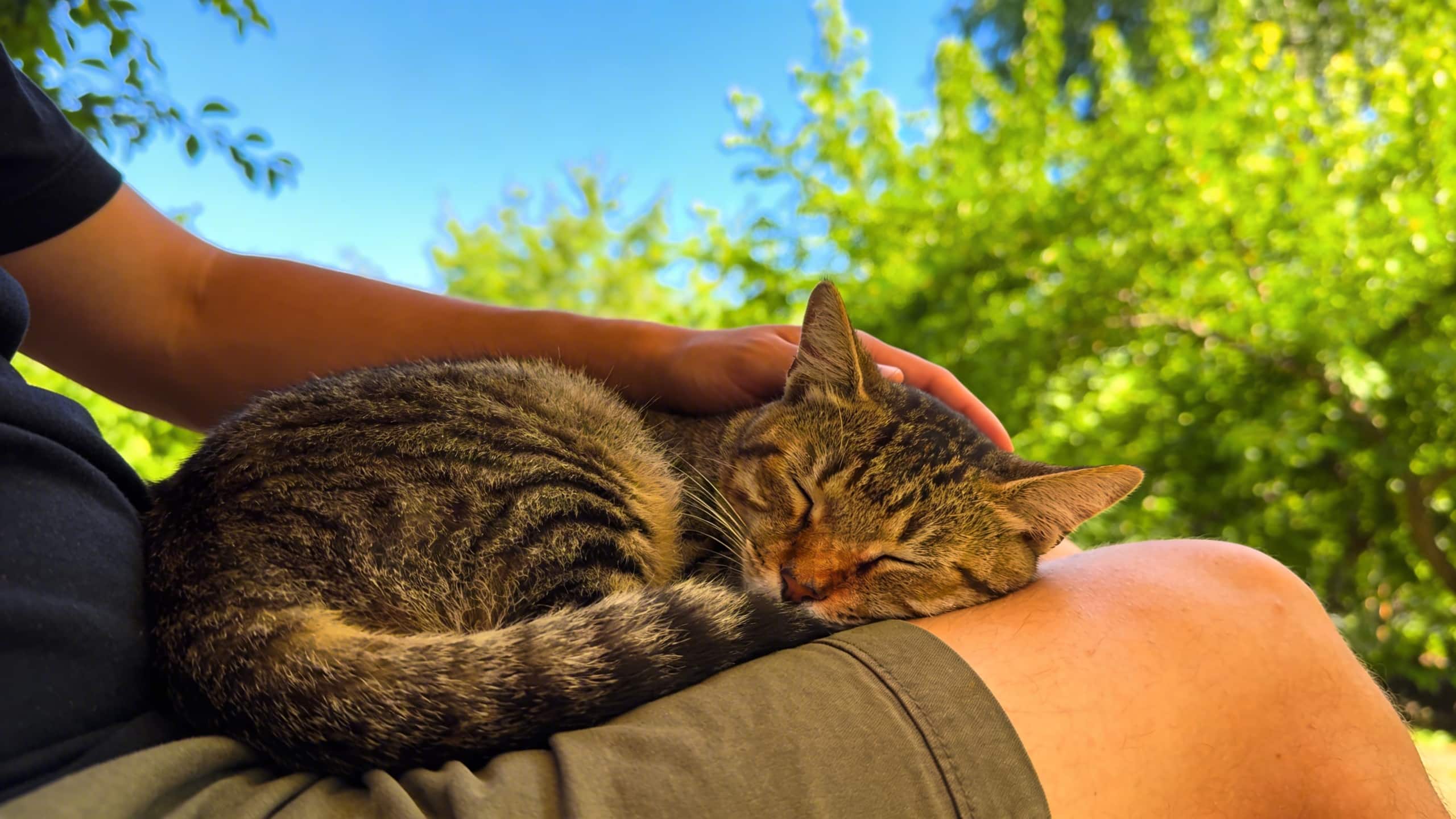 Pourquoi mon chat dort sur vous ?