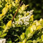 Quatre arbustes comestibles pour un jardin à la fois beau et généreux dès ce printemps