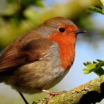 Quelle est l'espérance de vie du rouge-gorge ? Combien de temps vit-il ?