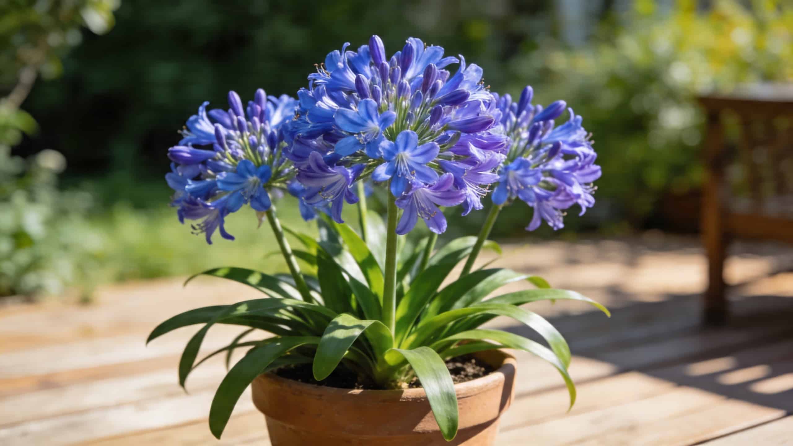 Agapanthes en pot : faut-il encore les protéger mi-avril ? La réponse dépend de votre région