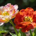 Bulbe planté en avril : il explose en fleurs en juin et revient tout seul chaque année sans effort