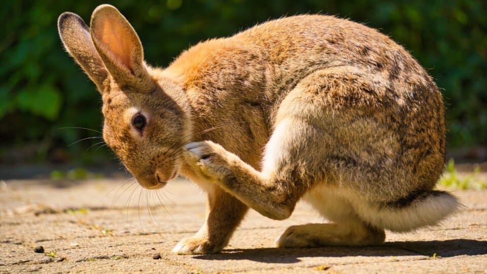 Ce que fait le lapin quand il tape du pied et que la plupart des propriétaires interprètent mal