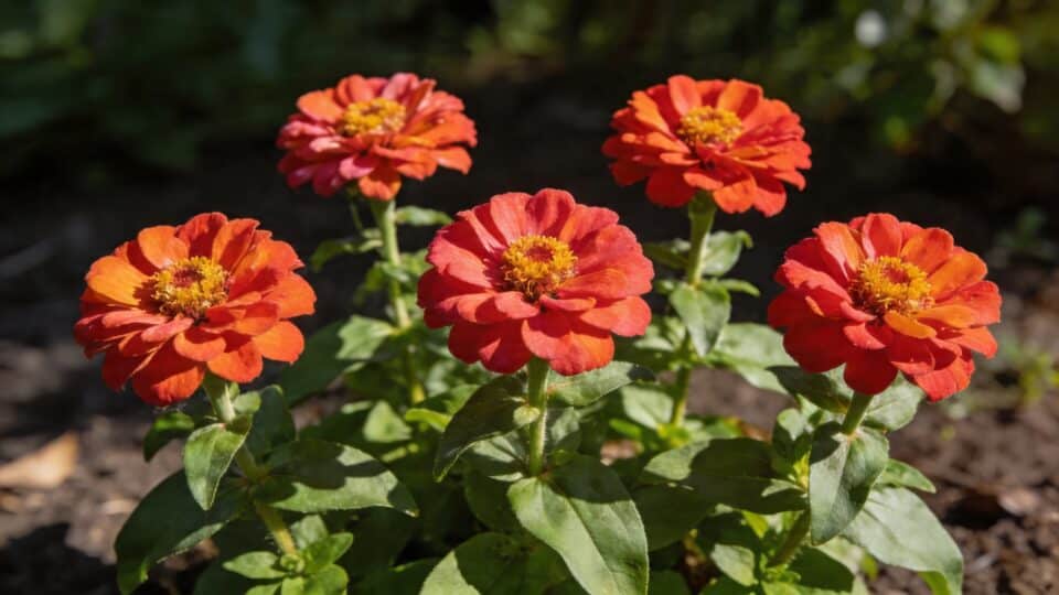 Ces 5 fleurs vivaces se ressèment toutes seules chaque année : plantez-les une fois, profitez-en 10 ans