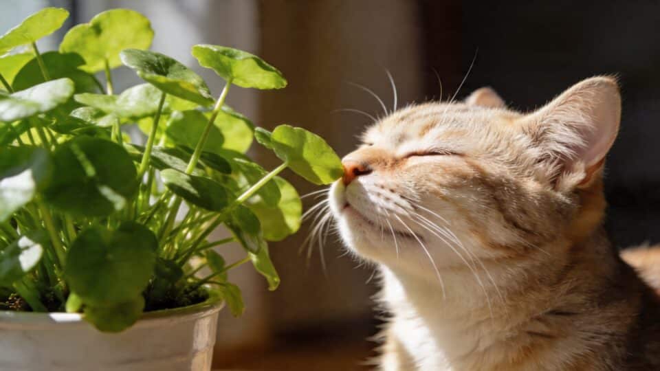 Ces 7 plantes très communes dans nos jardins sont mortelles pour votre chat