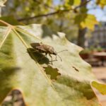 Cet insecte discret dans les platanes parisiens provoque des dégâts sur les terrasses chaque printemps