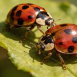 Cette espèce de coccinelle asiatique remplace nos coccinelles natives : comment les différencier