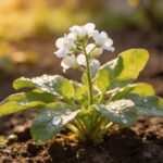 Cette simple plante transforme votre jardin en aimant à mésanges dès les premiers jours d'avril