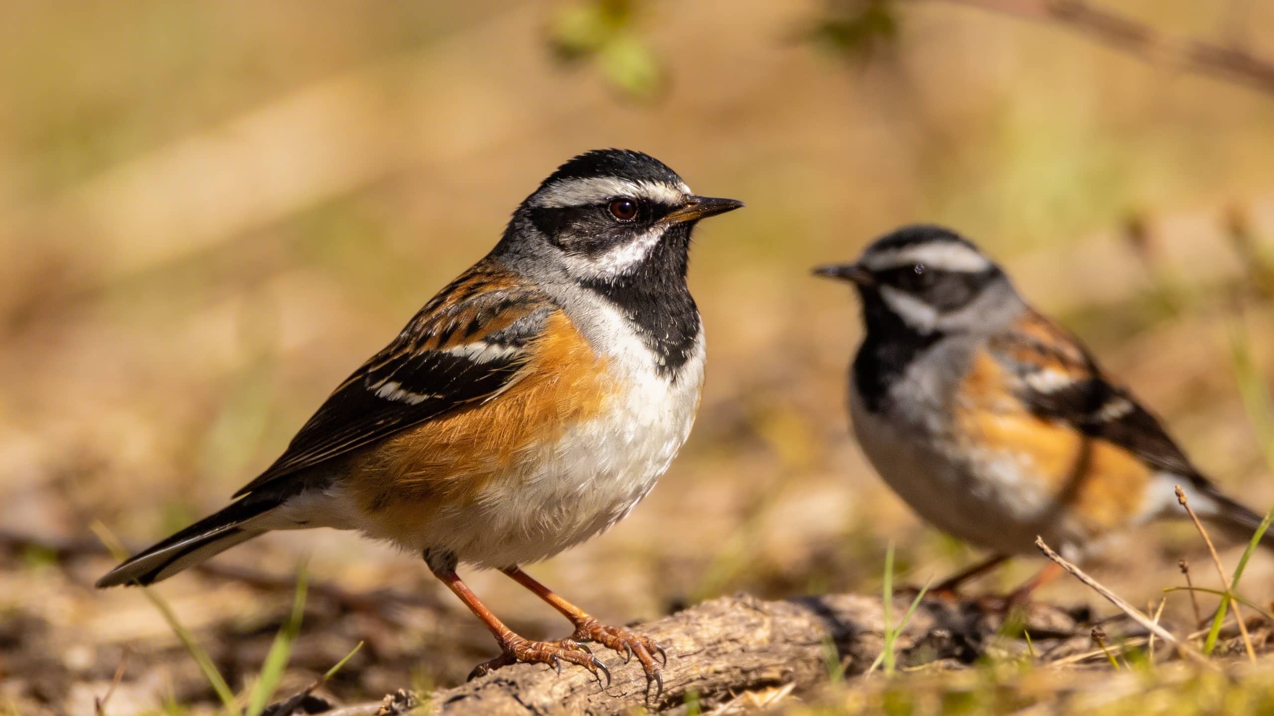 Chants d'oiseaux qui changent en avril : comment reconnaître les nouveaux arrivants sans application