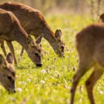 Chevreuils dans les champs en avril : pourquoi on en voit beaucoup plus en ce moment