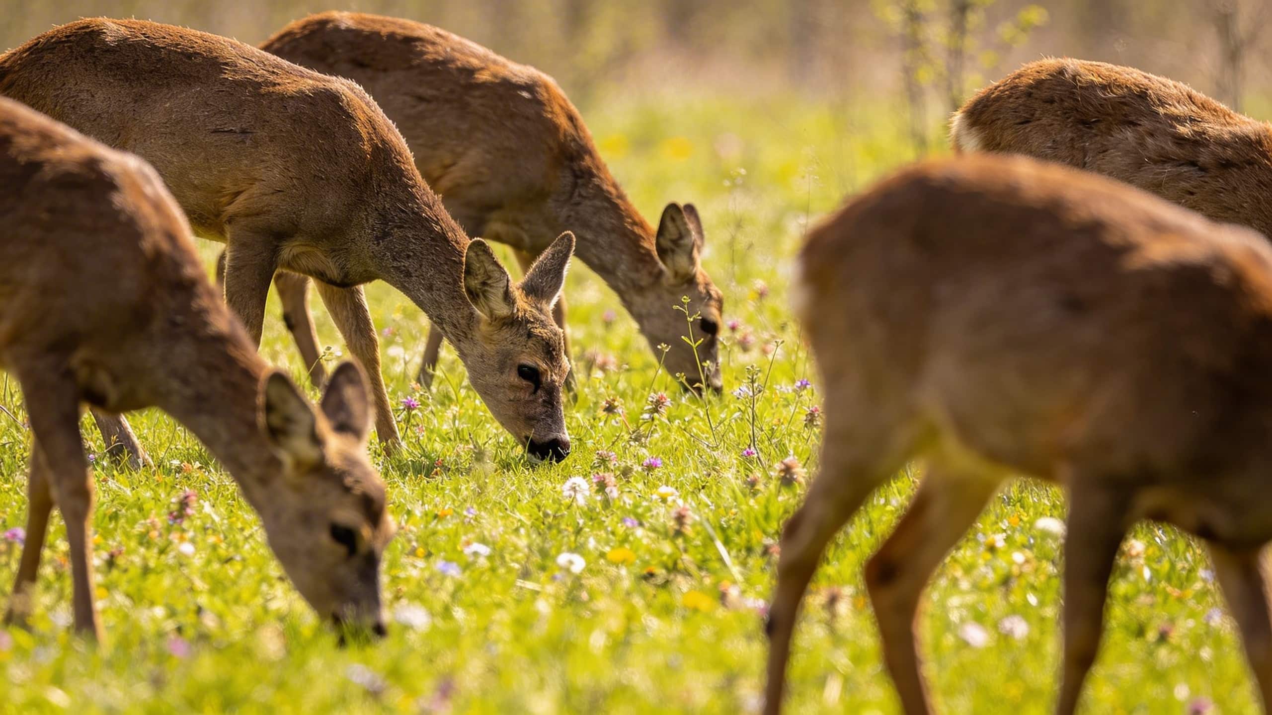 Chevreuils dans les champs en avril : pourquoi on en voit beaucoup plus en ce moment