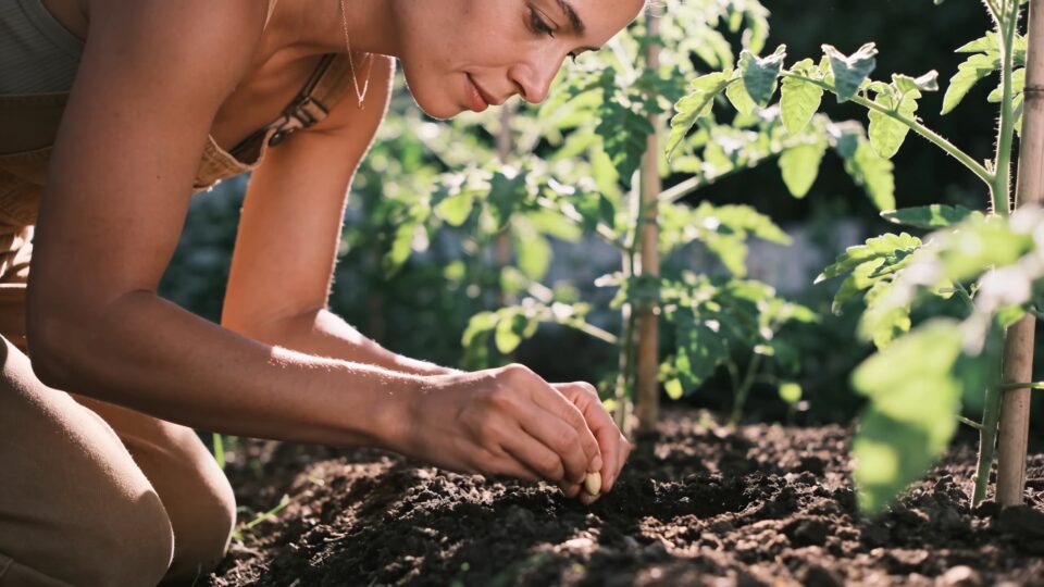 Courgettes : cette erreur au moment de la plantation explique pourquoi vous n'en récolterez que 2 tout l'été