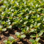 Couvre-sol anti mauvaises herbes : la plante qui étouffe tout sans demander le moindre soin