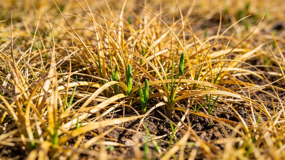 Gazon jauni après l'hiver : ce qu'il faut vraiment faire avant de ressemer