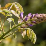 Glycine qui ne fleurit plus : les deux erreurs de taille qui expliquent souvent le problème