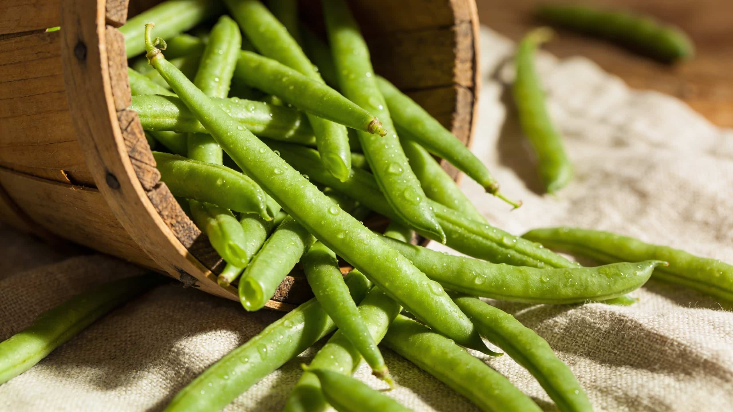Haricots verts : pourquoi semer en plusieurs fois plutôt que tout d'un coup