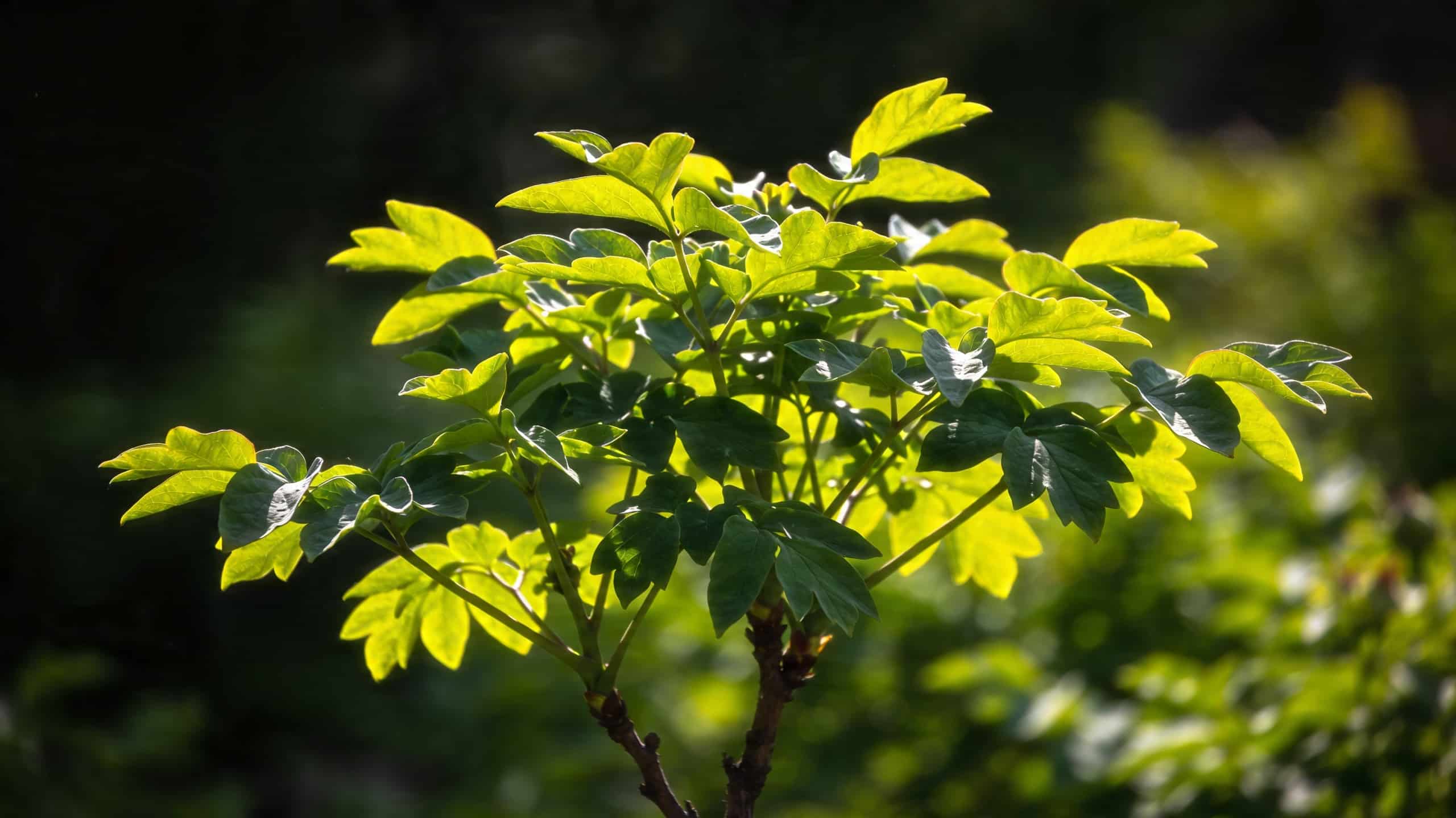 Invasion de pucerons en avril ? Cette plante compagne les fait fuir mieux que n'importe quel insecticide