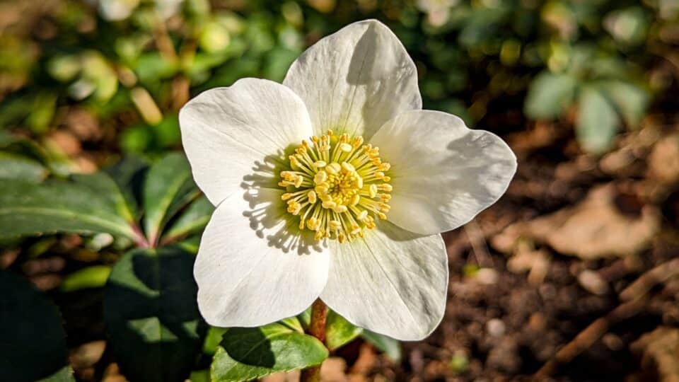 Jetée chaque hiver, cette fleur peut en réalité refleurir pendant 3 ans avec un seul geste