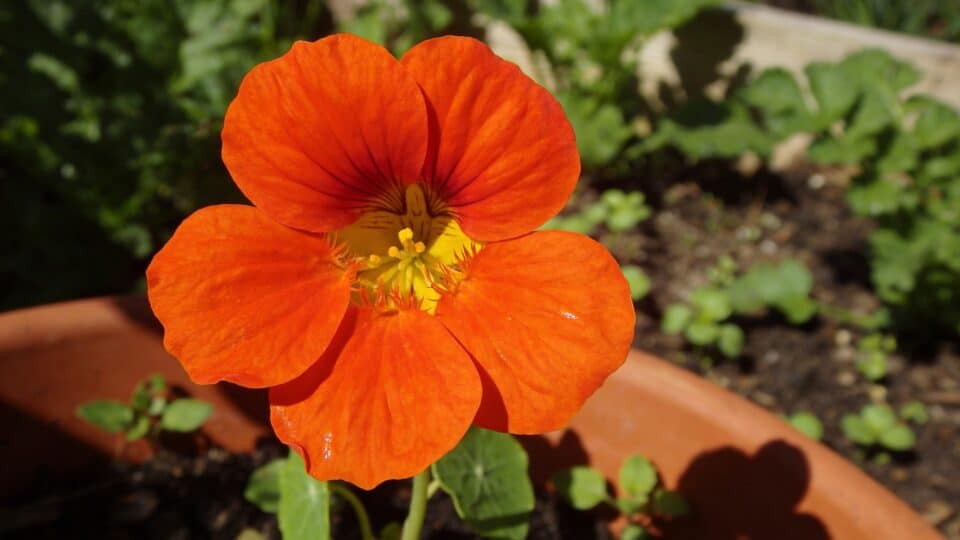 La capucine, cette fleur oubliée qui protège naturellement votre potager des pucerons