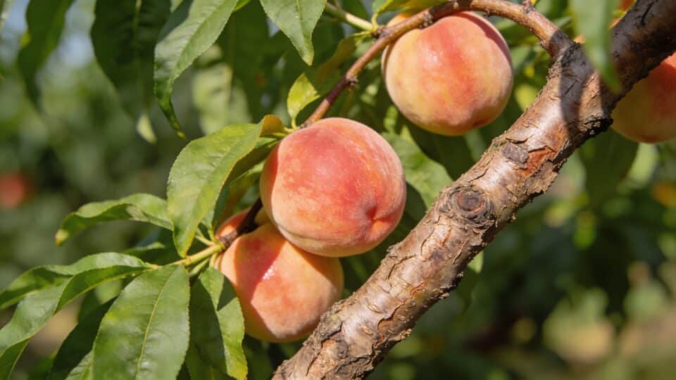 La cloque du pêcher : cette astuce simplisme et gratuite à appliquer pour booster votre récolte