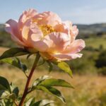 La fleur la plus chère du monde coûte 5 000 € la tige (et elle pousse en France)