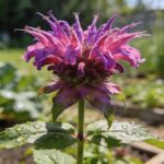 La monarde au potager : pourquoi la planter avant fin mars change tout à votre récolte d'été