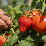 Le geste oublié des anciens jardiniers qui double la taille de vos fraises et tomates