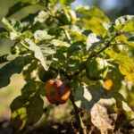Légume oublié : planté maintenant, il donne des récoltes incroyables jusqu'en novembre